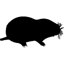 Downloader.org